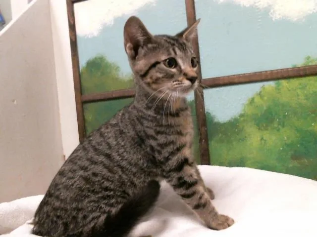 A baby small-sized male Domestic Short Hair cat named Borris for adoption in Houston, TX