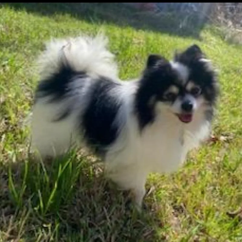 Levi Jack thumbnail 3