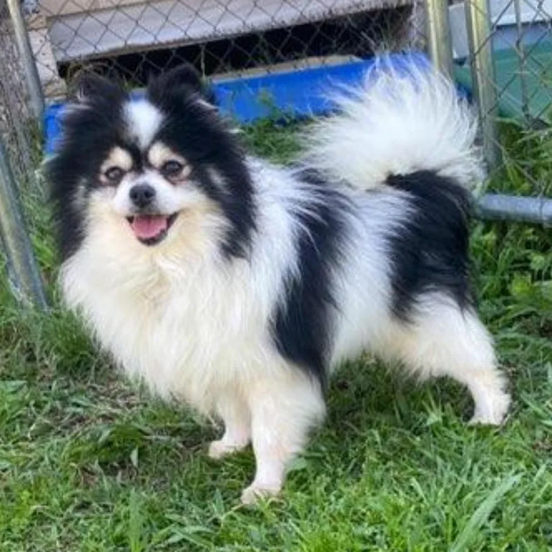 Levi Jack thumbnail 4