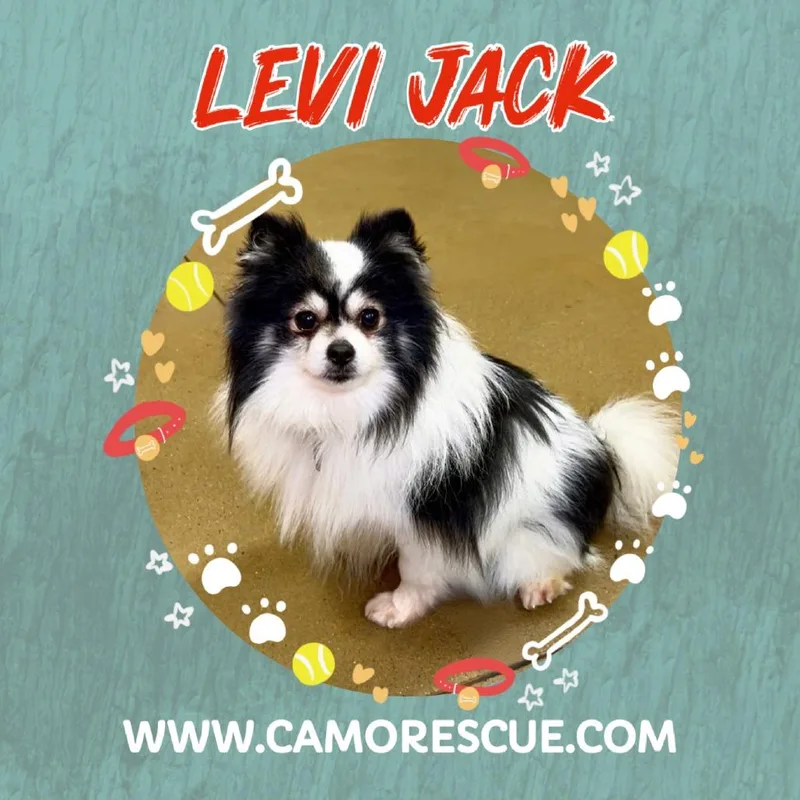 Levi Jack thumbnail 5