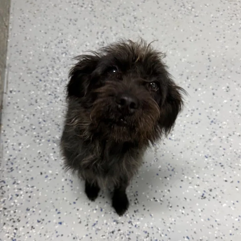 A young medium-sized female Black Mixed Breed dog named Shaggy for adoption in Huntsville, AL