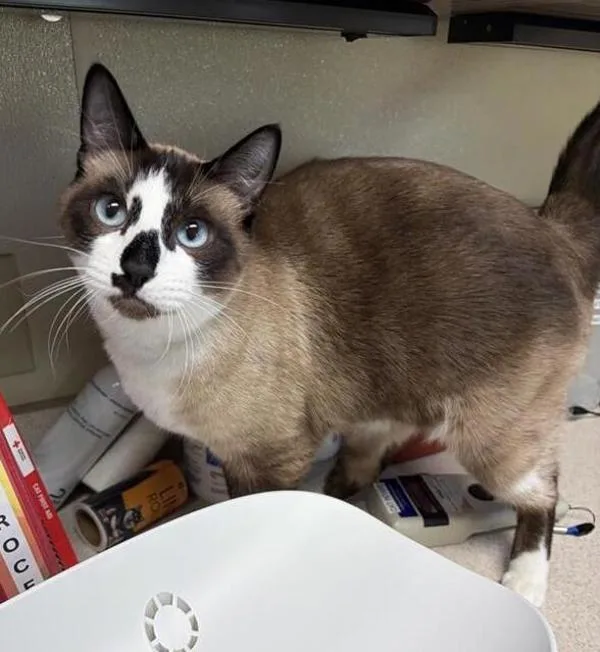 An adult large-sized male Domestic Short Hair cat named Pickles for adoption in Great Falls, MT