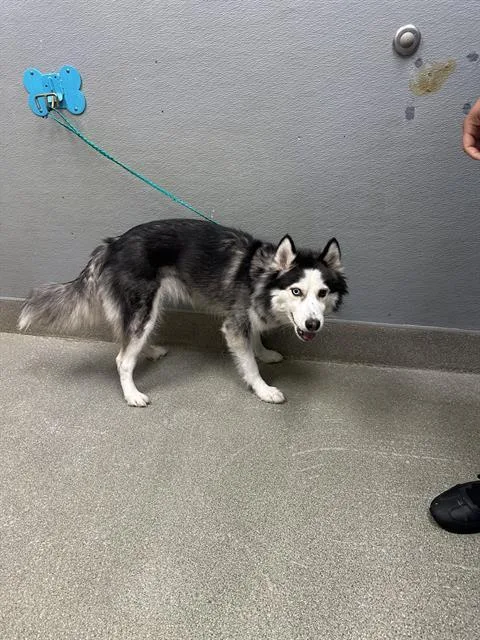 A young medium-sized female Husky dog named Lovely for adoption in Las Vegas, NV