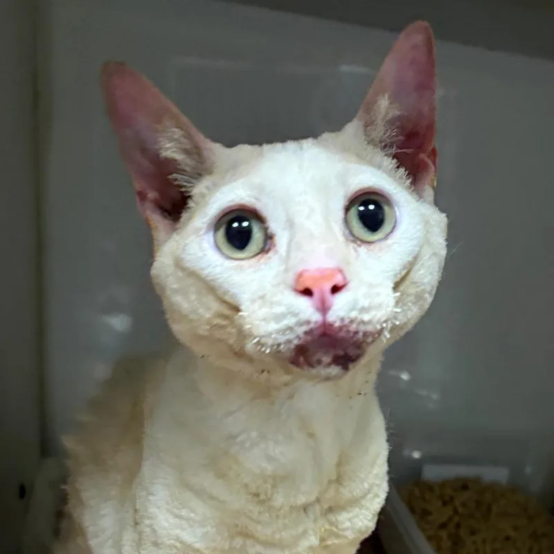 An adult medium-sized male Buff / Tan / Fawn Domestic Short Hair cat named Limpy for adoption in Yuma, AZ