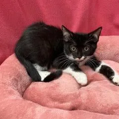 A baby medium-sized female Black & White / Tuxedo Tuxedo cat named Fuzzy for adoption in Green Valley, AZ