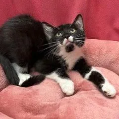 Fuzzy thumbnail 5