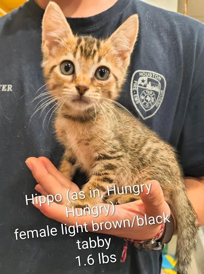 A baby medium-sized female Domestic Short Hair cat named Hippo for adoption in Center, TX