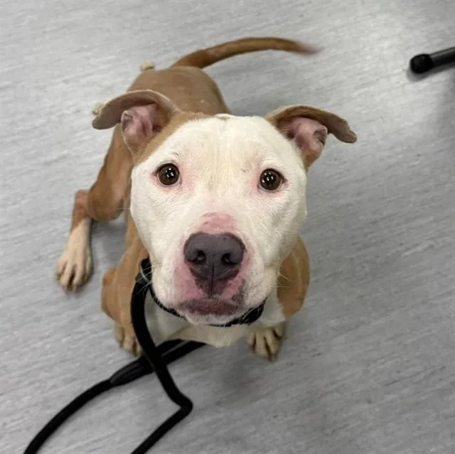 An adult medium-sized female Pit Bull Terrier dog named Tigger for adoption in Colorado Springs, CO