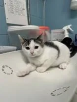 A young medium-sized female Tabby (Brown / Chocolate) Domestic Short Hair cat named Forkmarked for adoption in Manitowoc, WI