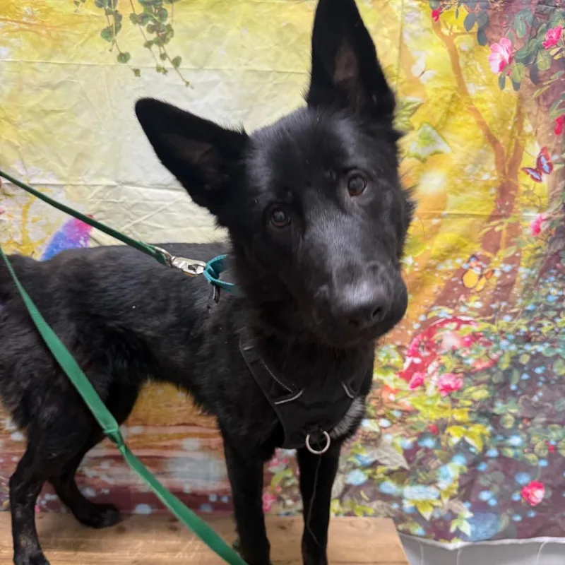 A young large-sized male Black German Shepherd Dog dog named Loki for adoption in Normal, IL
