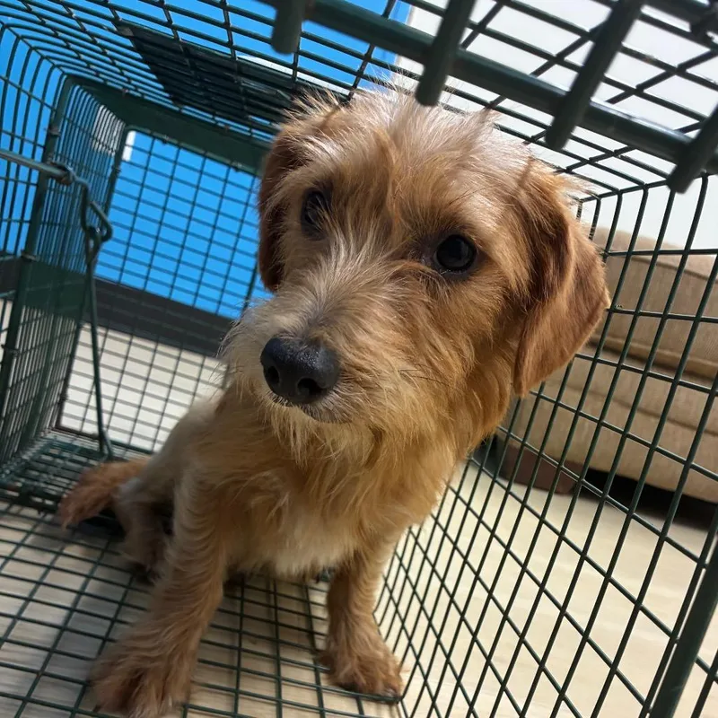 A young small-sized male Yellow / Tan / Blond / Fawn Miniature Dachshund dog named Tim Curry for adoption in Hattiesburg, MS