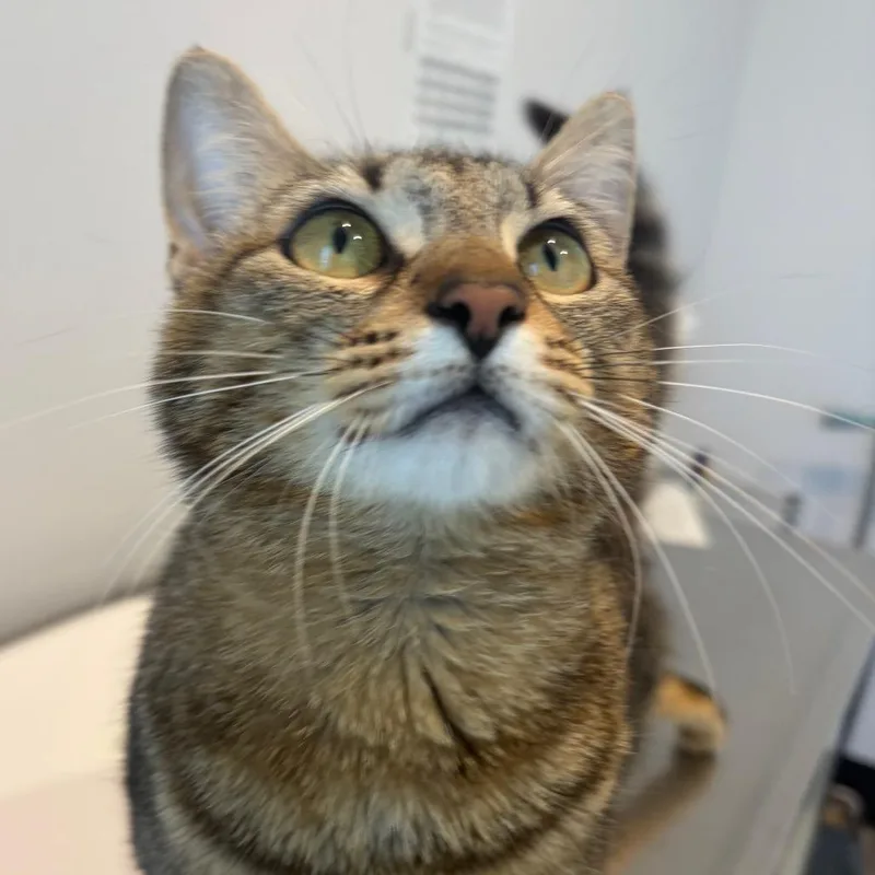 An adult medium-sized female Brown / Chocolate Domestic Short Hair cat named Vonnie for adoption in Port Angeles, WA