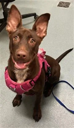 A young medium-sized female Australian Kelpie dog named Harting for adoption in Baytown, TX