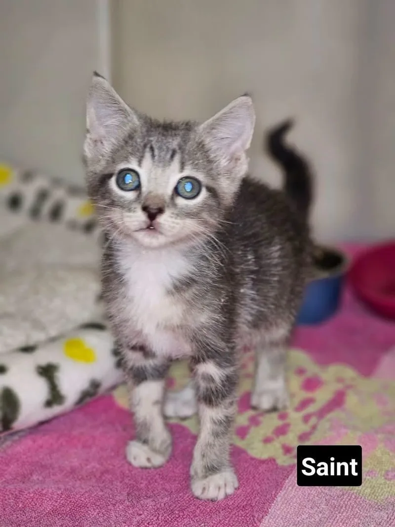 A young medium-sized male American Shorthair cat named Saint for adoption in Greensboro, AL