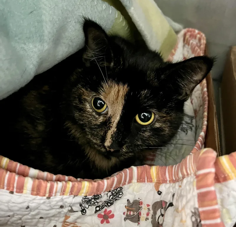 Electric Lime thumbnail 2