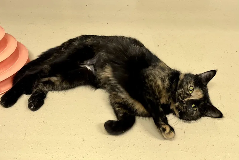 Electric Lime thumbnail 3