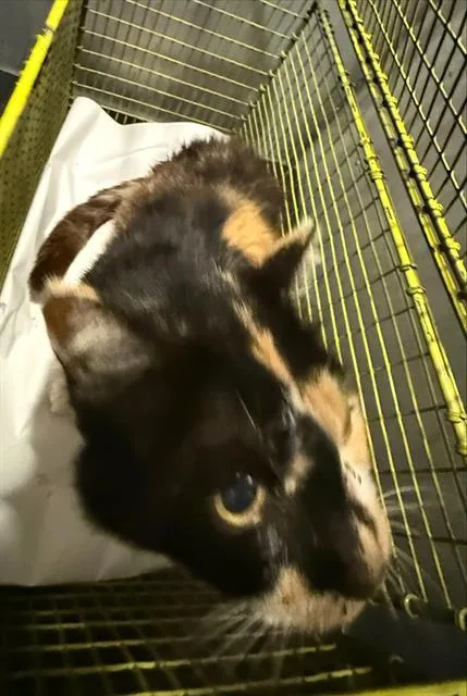 An adult small-sized female Domestic Short Hair cat named Ursula for adoption in San Antonio, TX