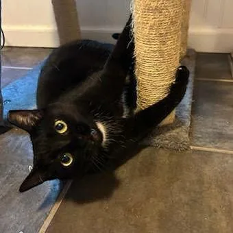 An adult medium-sized female Domestic Short Hair cat named Santa Maria for adoption in Akron, OH