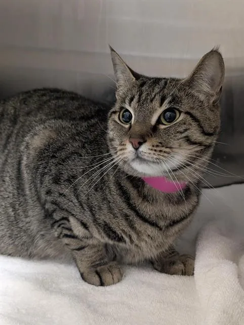 A young large-sized female Domestic Short Hair cat named Chai for adoption in Upper Marlboro, MD