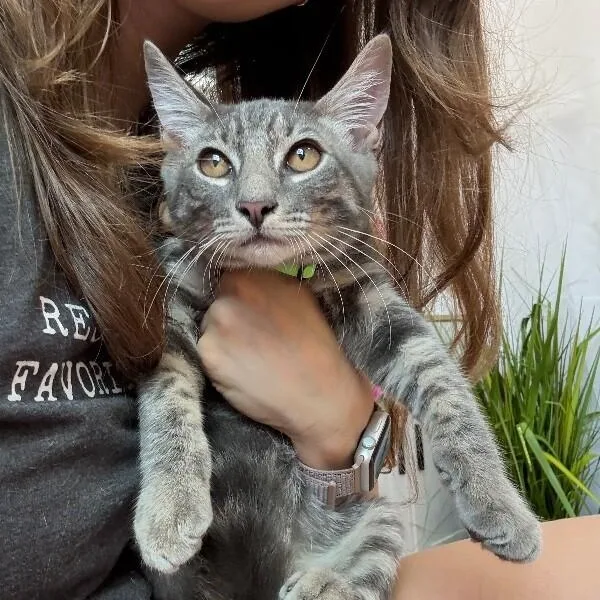 An adult medium-sized male Tabby (Gray / Blue / Silver) Tabby cat named Collins Clark for adoption in Friendswood, TX