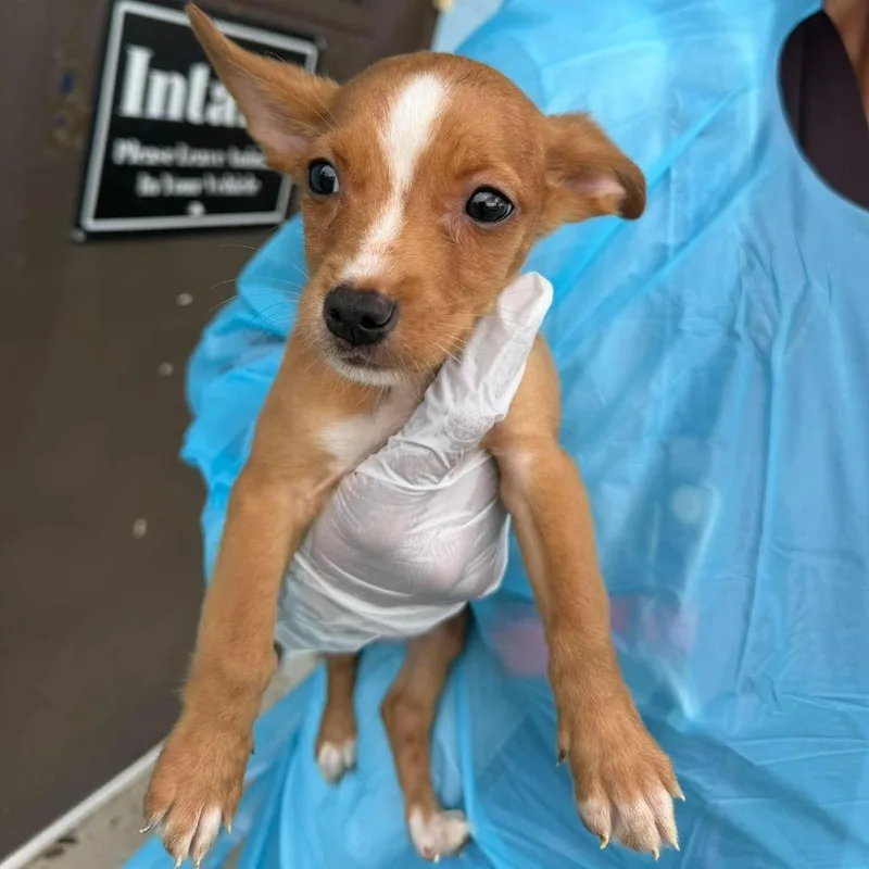 A baby small-sized male Pit Bull Terrier dog named Stuart for adoption in Bastrop, TX