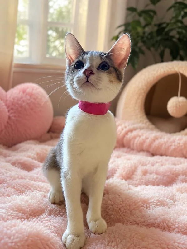 A baby medium-sized male Domestic Short Hair cat named Vincent for adoption in Napa, CA