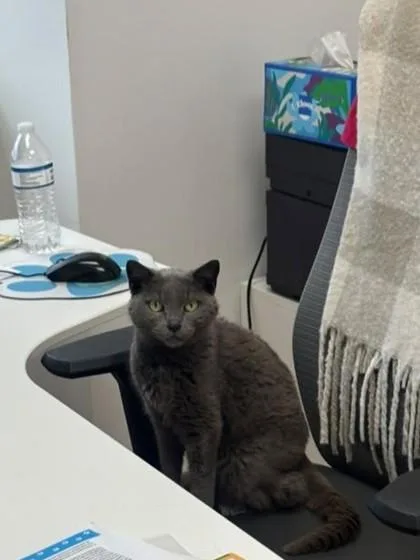 An adult small-sized female Domestic Short Hair cat named Willow for adoption in North Miami Beach, FL