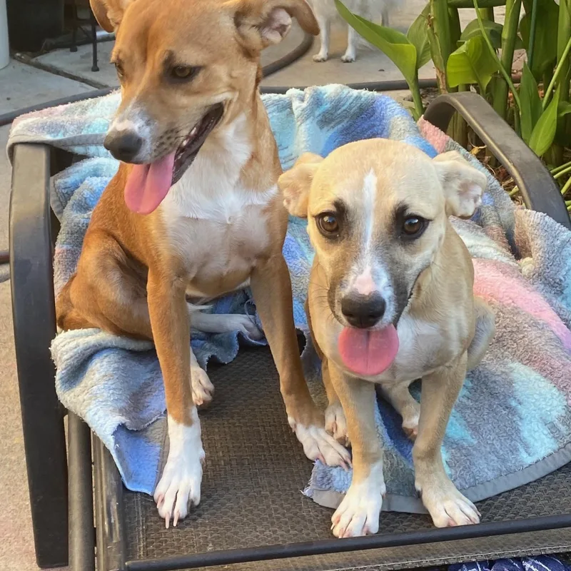 A young medium-sized female Golden Whippet dog named Ginger for adoption in tracy, CA