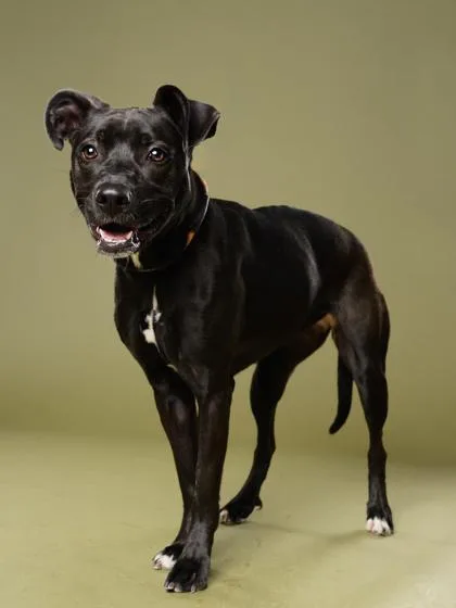 An adult medium-sized female Mixed Breed dog named Angel for adoption in Atlanta, GA