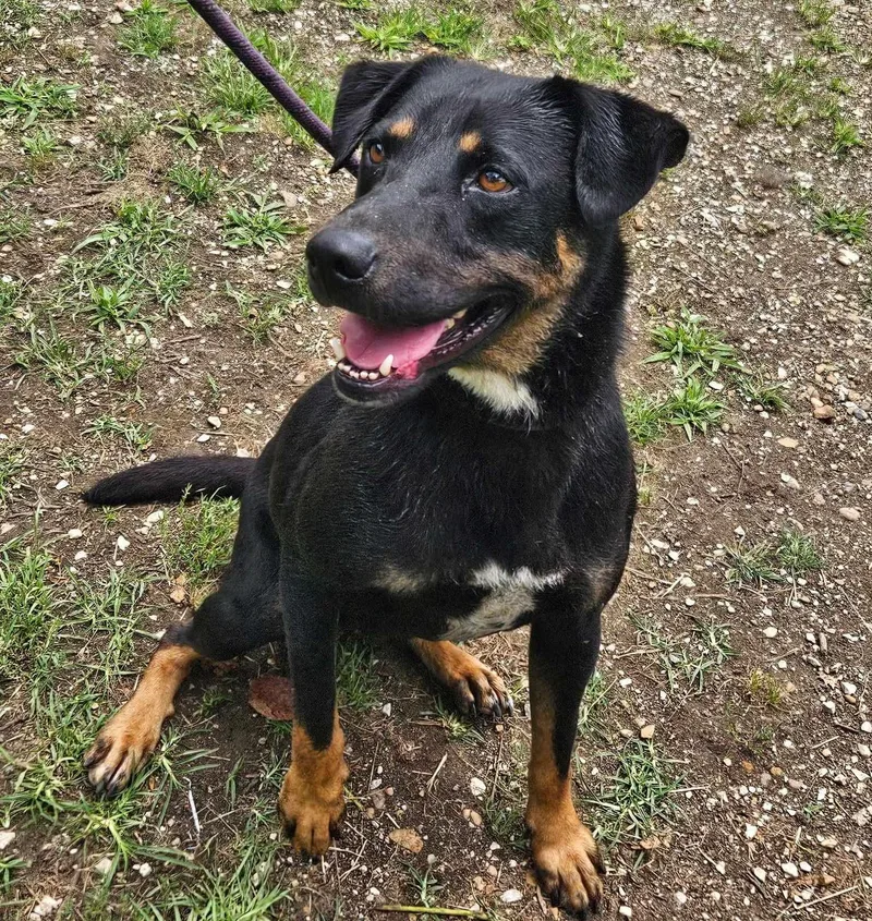 An adult medium-sized male Black Rottweiler dog named Arlo for adoption in Anniston, AL