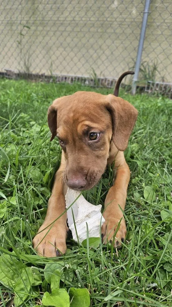 A baby medium-sized male Mixed Breed dog named Waldo for adoption in Peoria, IL