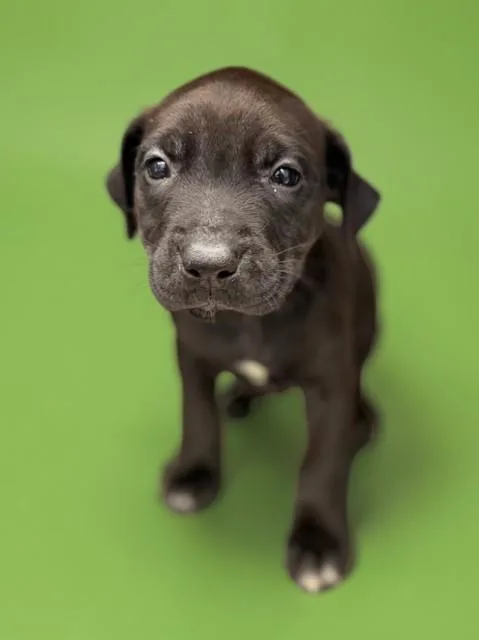 A baby small-sized female Boxer dog named Lainey for adoption in Agoura, CA