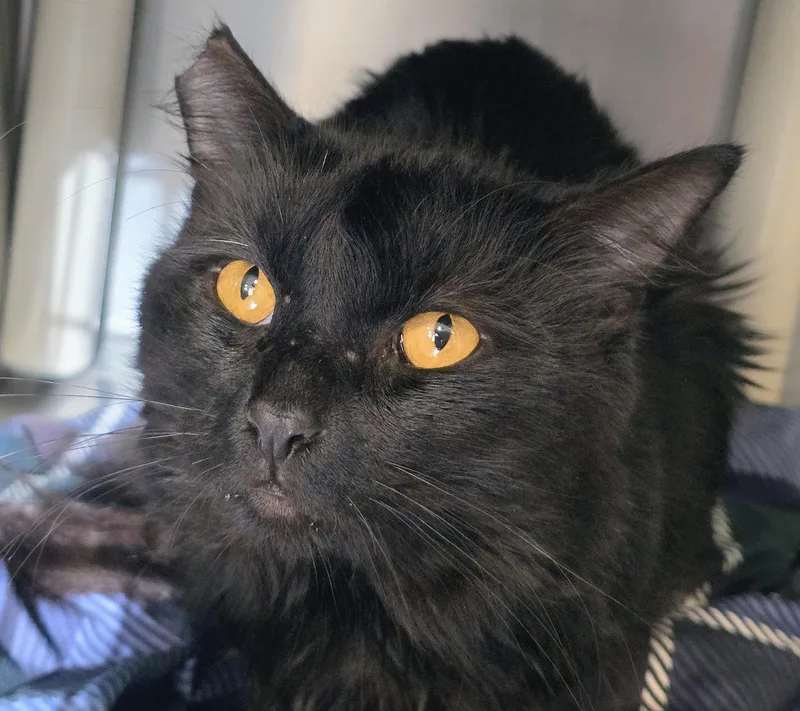 An adult large-sized male Black Domestic Short Hair cat named 6-477 for adoption in Amityville, NY