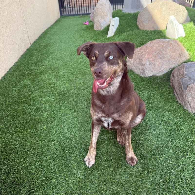 A young medium-sized female Brown / Chocolate Husky dog named Coco Puff for adoption in Long Beach, CA