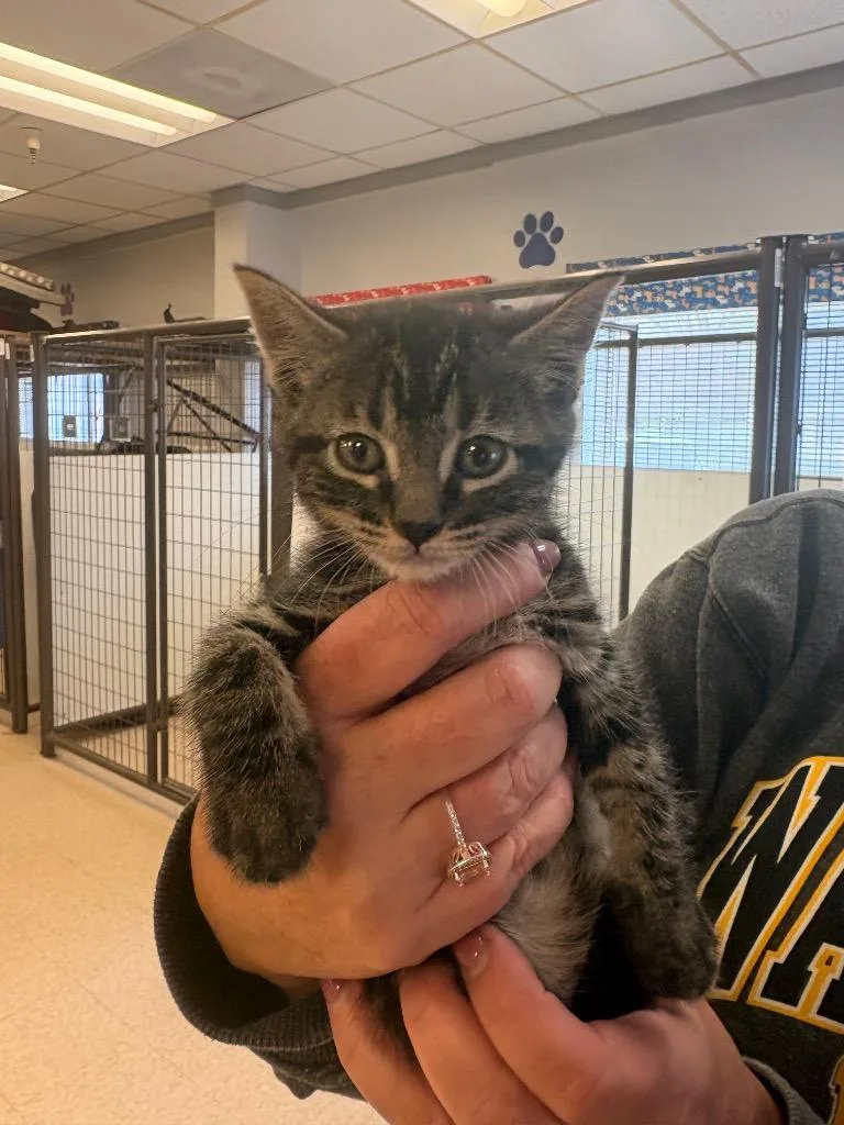 A baby medium-sized female Domestic Short Hair cat named Winnie for adoption in Heber City, UT