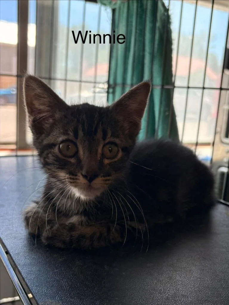 Winnie thumbnail 2