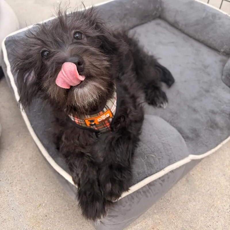 Ollie Dingle thumbnail 2