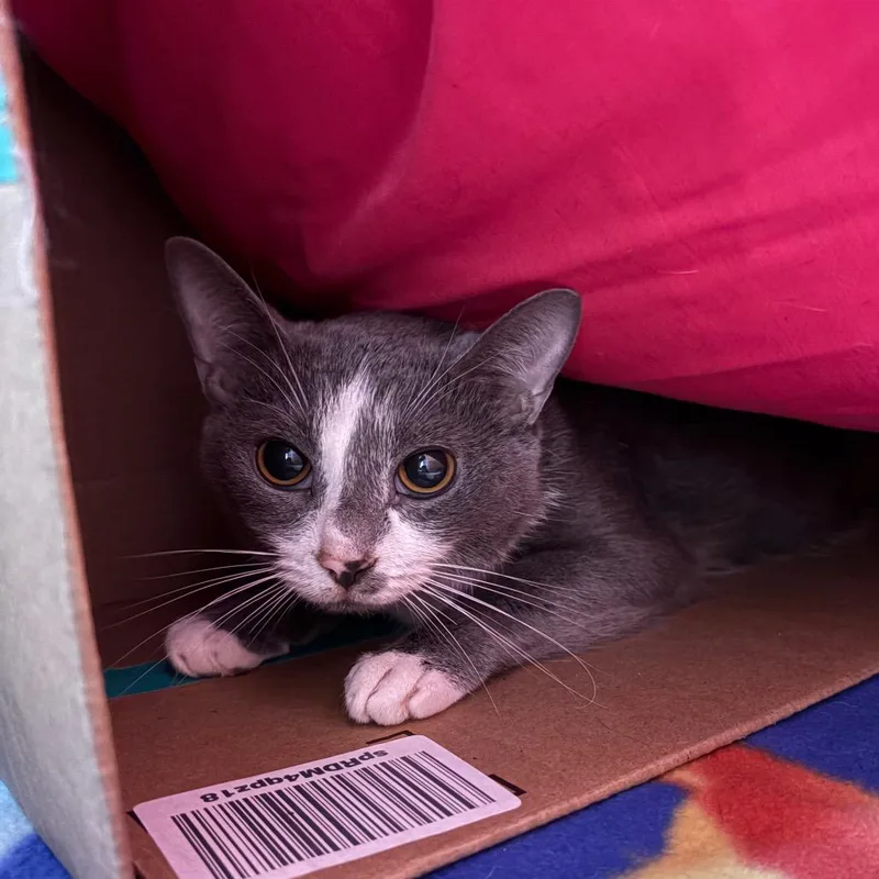 An adult medium-sized female Gray / Blue / Silver Domestic Short Hair cat named Sage for adoption in Lynchburg, VA