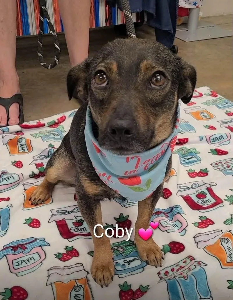 An adult small-sized male Bicolor Dachshund dog named Coby for adoption in Newfoundland, NJ