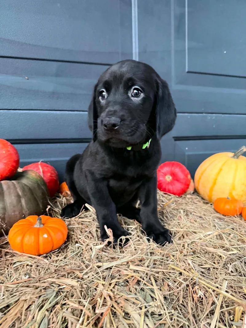 A baby large-sized male Black and Tan Coonhound dog named Finch for adoption in Dysart, IA