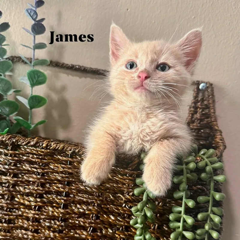 A baby small-sized male Orange / Red Domestic Short Hair cat named James for adoption in Rochester, MN