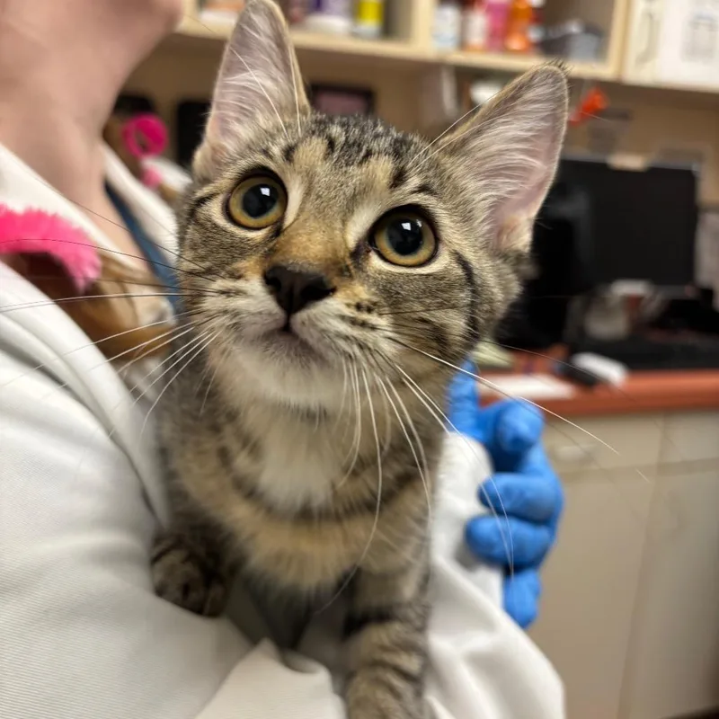 A baby small-sized female Brown / Chocolate Domestic Short Hair cat named Narragansett for adoption in Springfield, MA