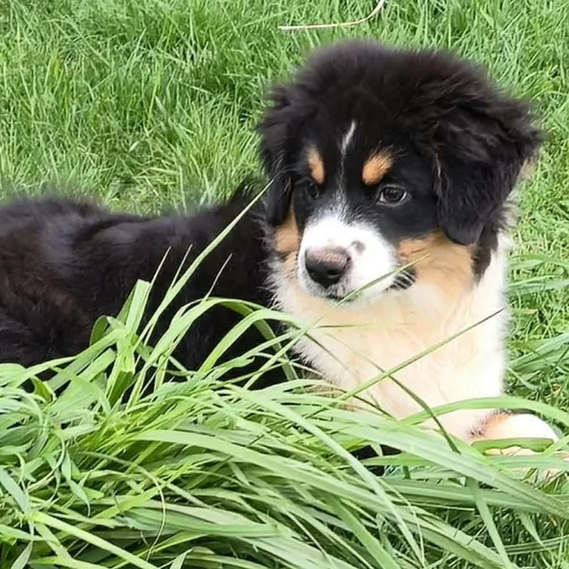 Chillin' Chomsky thumbnail 3