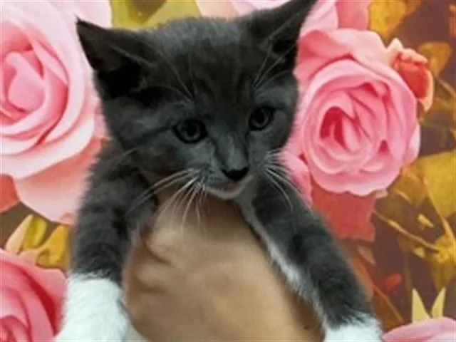 A baby small-sized male Domestic Short Hair cat named Emeril for adoption in San Bernardino, CA