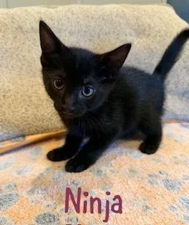 A baby small-sized male Black Domestic Short Hair cat named Ninja for adoption in Ruskin, FL