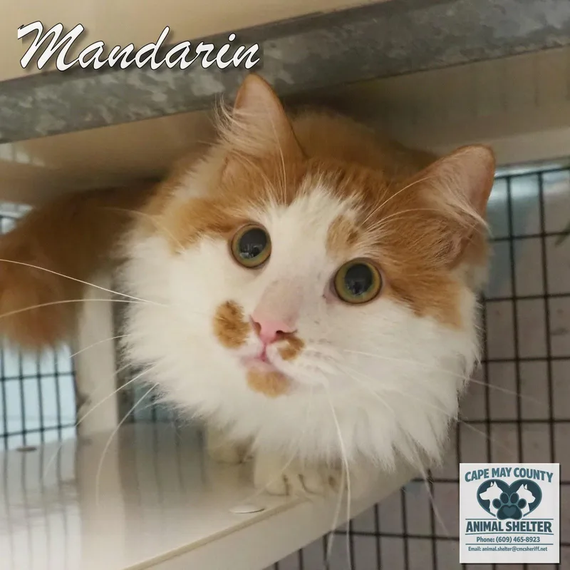 An adult large-sized male Orange & White Domestic Long Hair cat named Mandarin for adoption in Cape May Court House, NJ