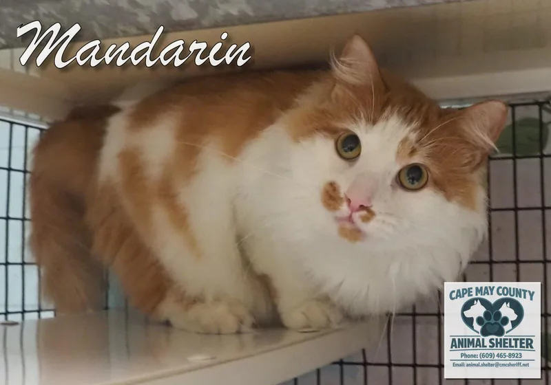 Mandarin thumbnail 2