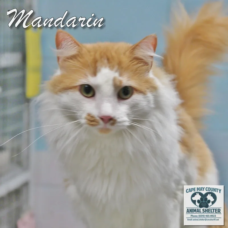 Mandarin thumbnail 3