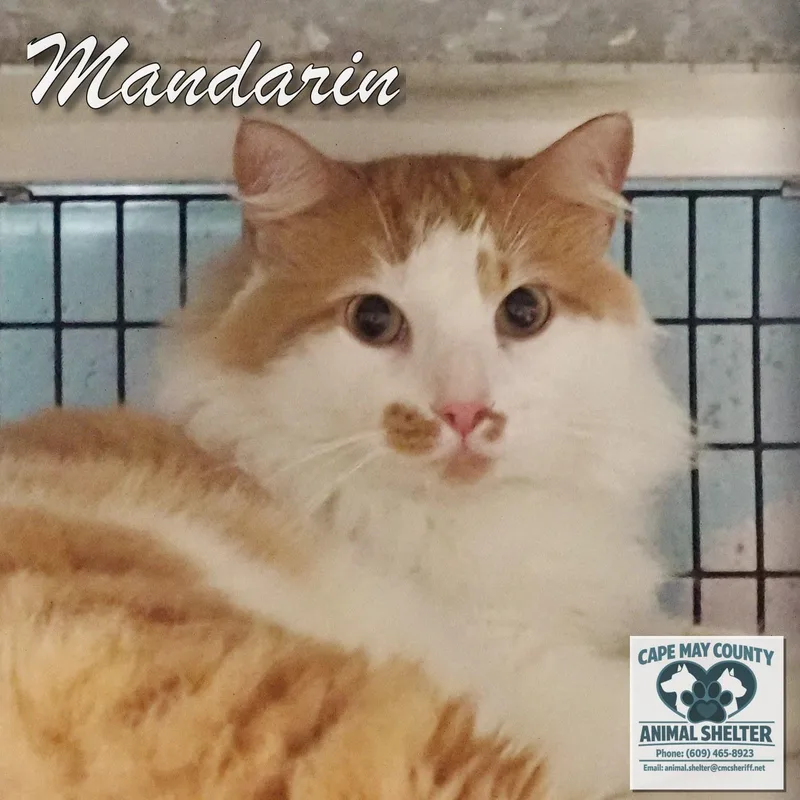 Mandarin thumbnail 4