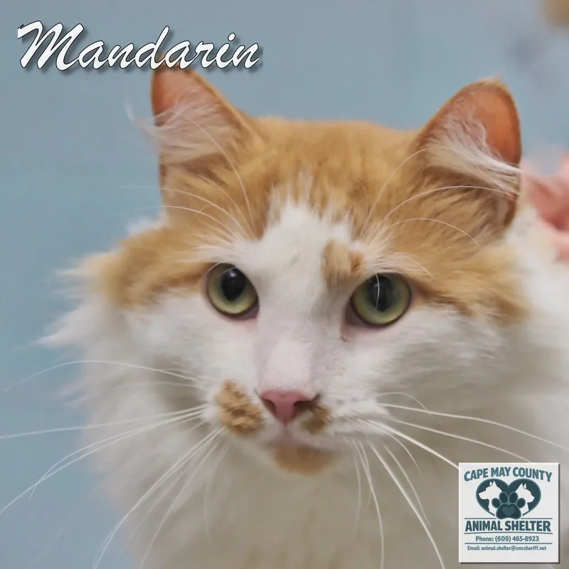 Mandarin thumbnail 5